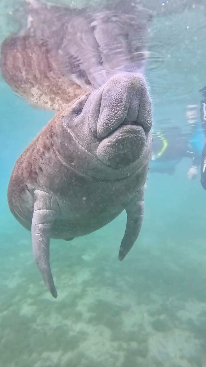 マナティページ Manatee | 4ocean