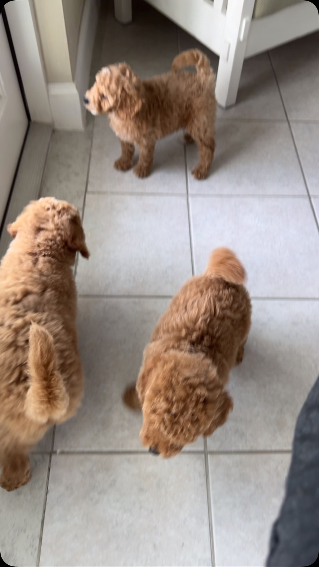 Goldendoodle poppy ranch | Kissimmee FL