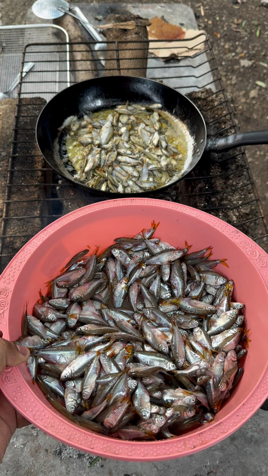 Así se saca y se prepara la Pepesca en Veracruz #fblifestyle | Chico ...