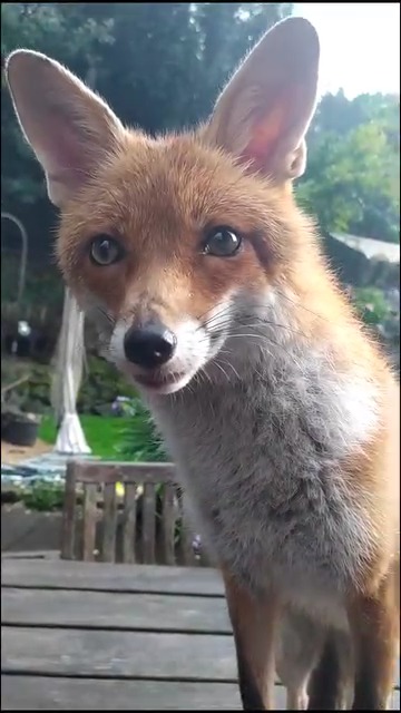345 Mache ein Duett mit Kiki ️ Jedes Duett supporten wir ️🦊 #kikithefox ...