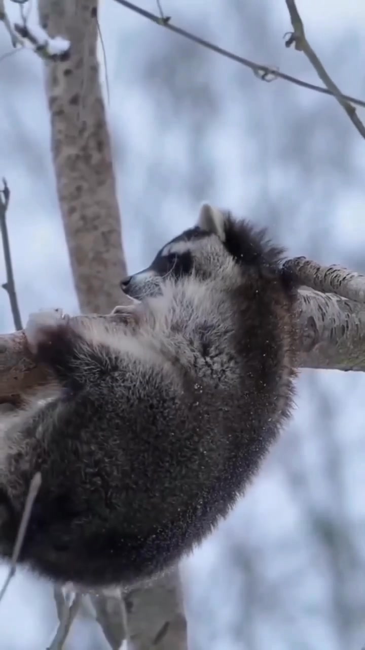 Helping a wild raccoon survive the winter season generally involves ...