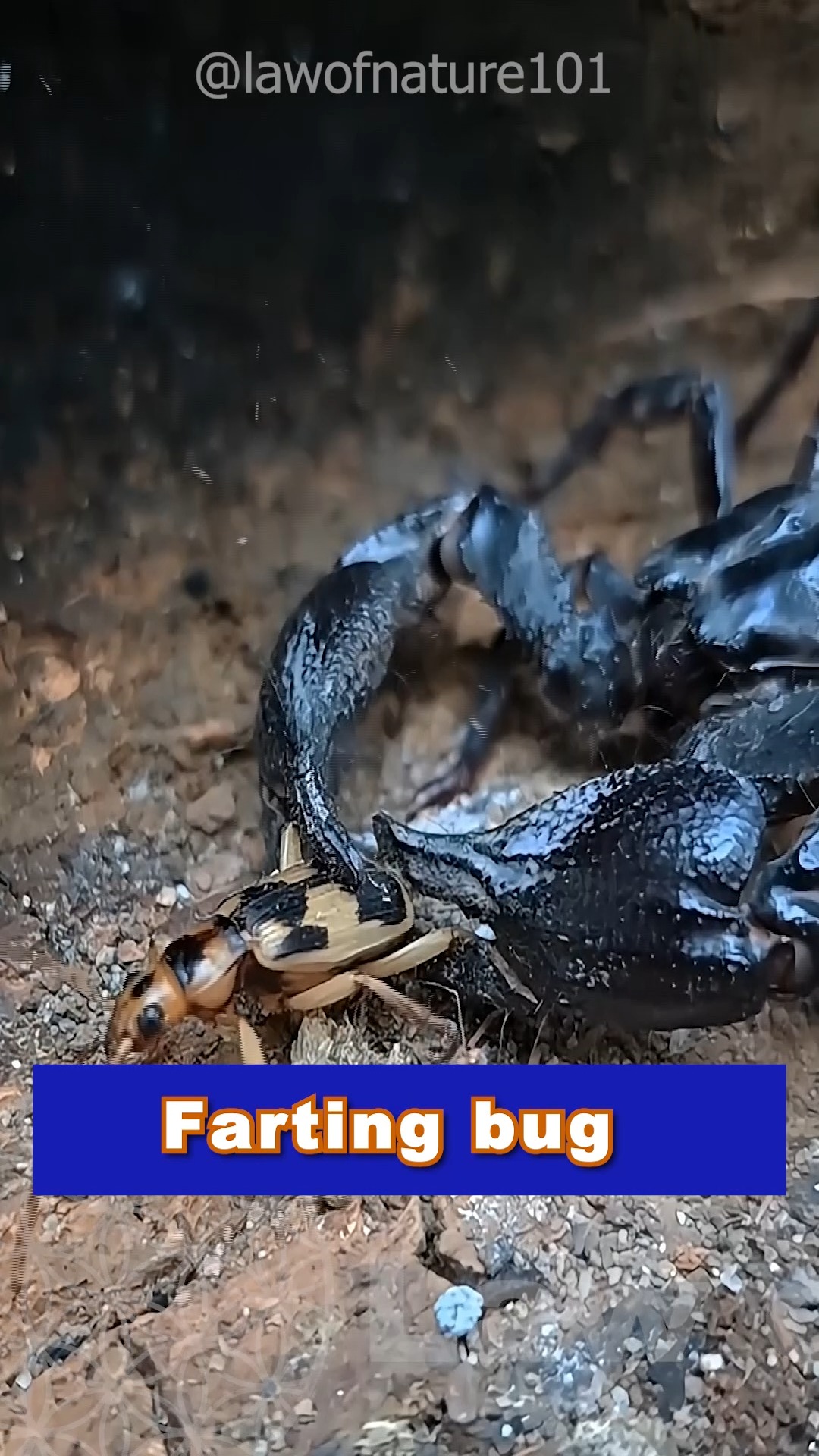 Farting bug | Law of Nature #wild #life #information #educational # ...