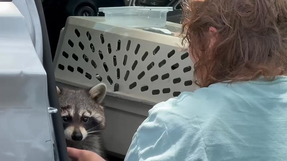 This is Chewy, the pet raccoon who went viral this week after police ...