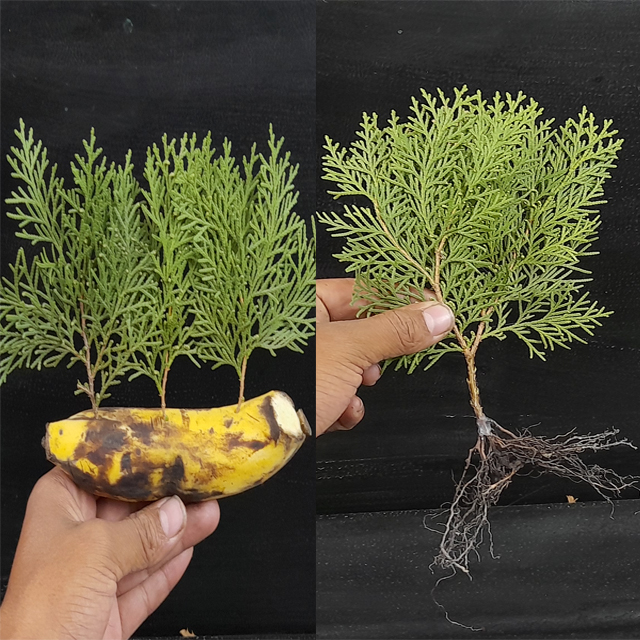 How to propagate Thuja/Jhau from cutting at home | How to propagate ...