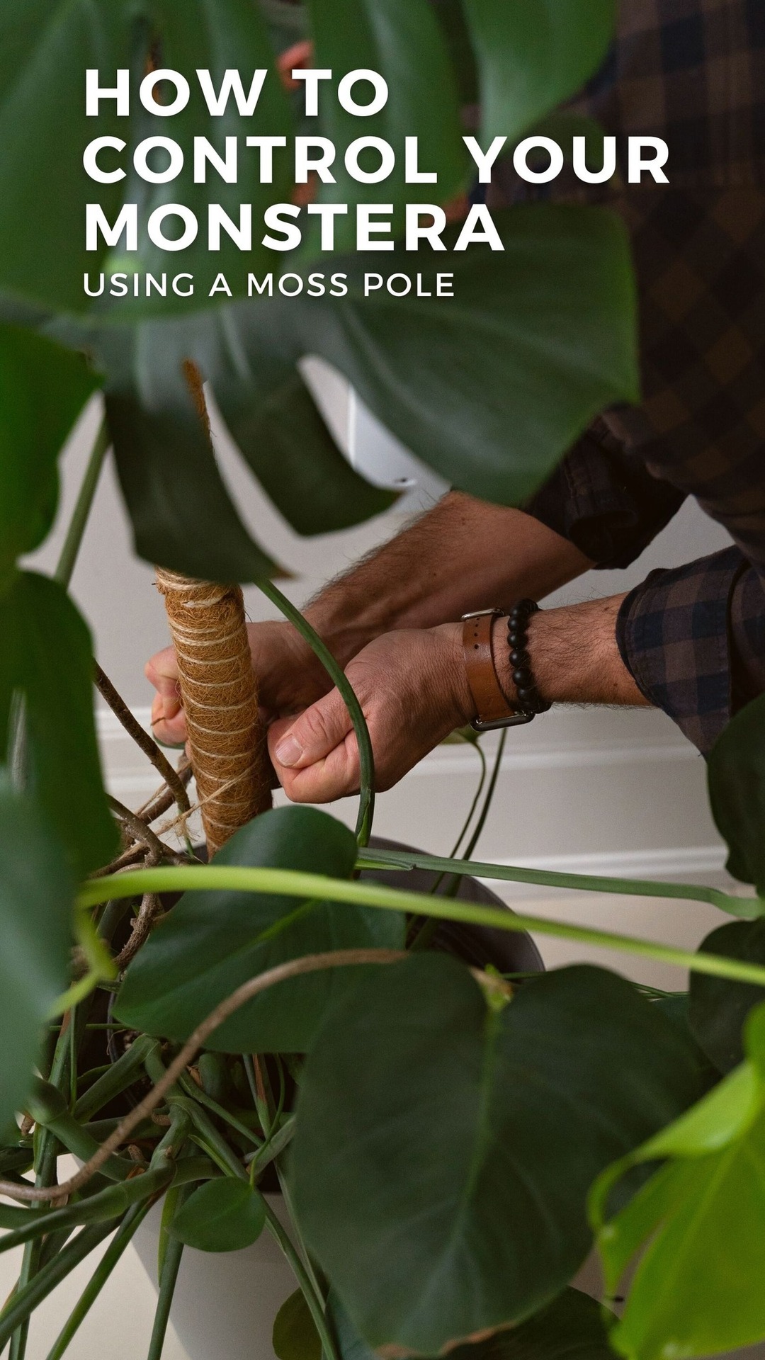 Monstera deliciosa, the Swiss cheese plant has been gaining popularity ...