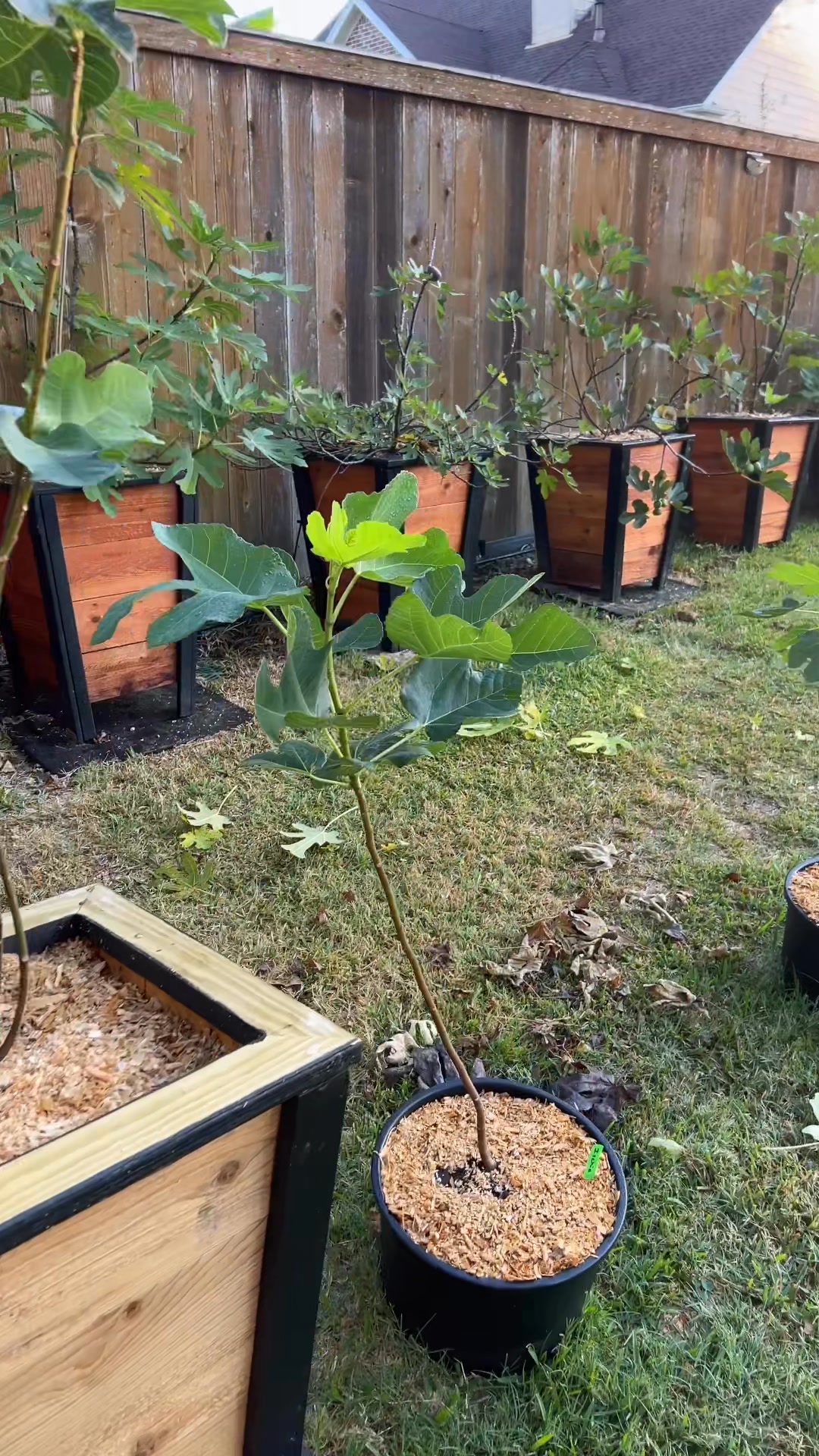 Fig rust is just a way of life for southern fig growers. #Fig #figtree ...
