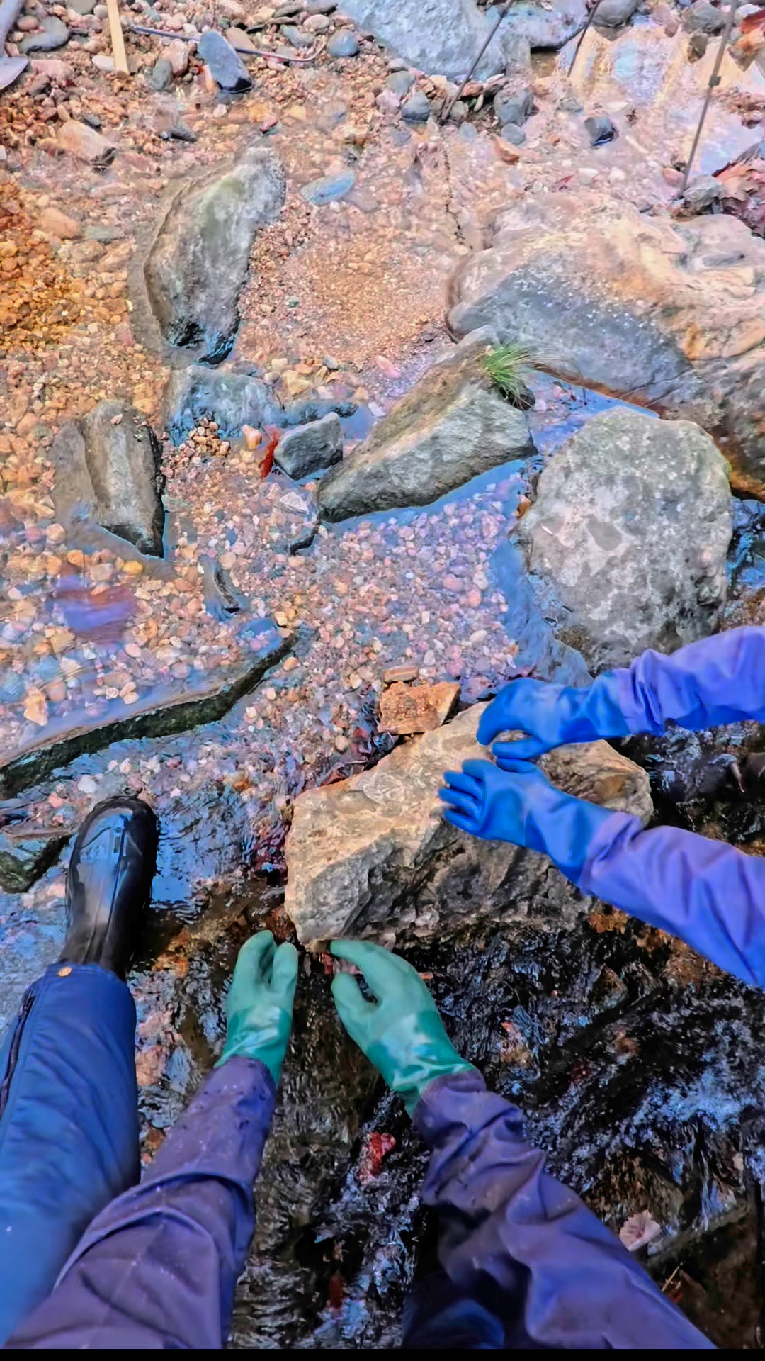 Flipping rocks for gold #gold #oro #emas #goldmining #goldprospecting # ...