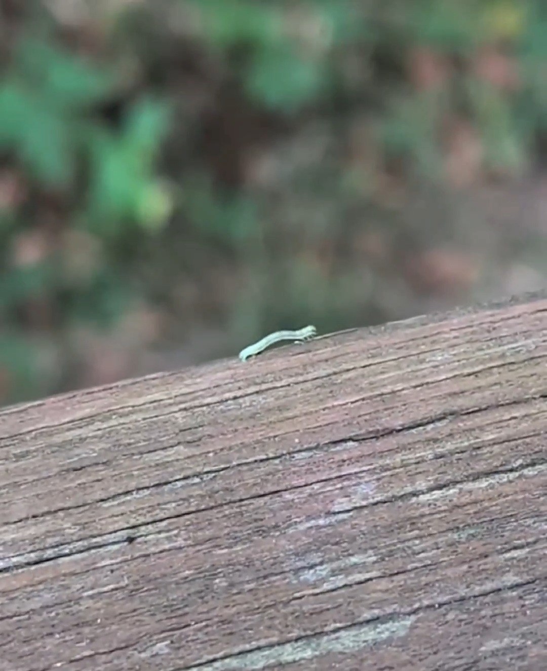 Check out this cool video of an inchworm at Scioto Grove 🐛 Inchworms ...