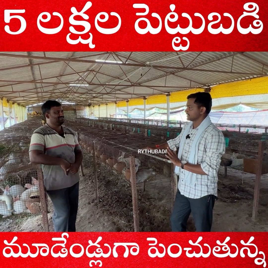 5 లక్షల పెట్టుబడి మూడేండ్లుగా పెంచుతున్న #rythubadi #agriculture # ...