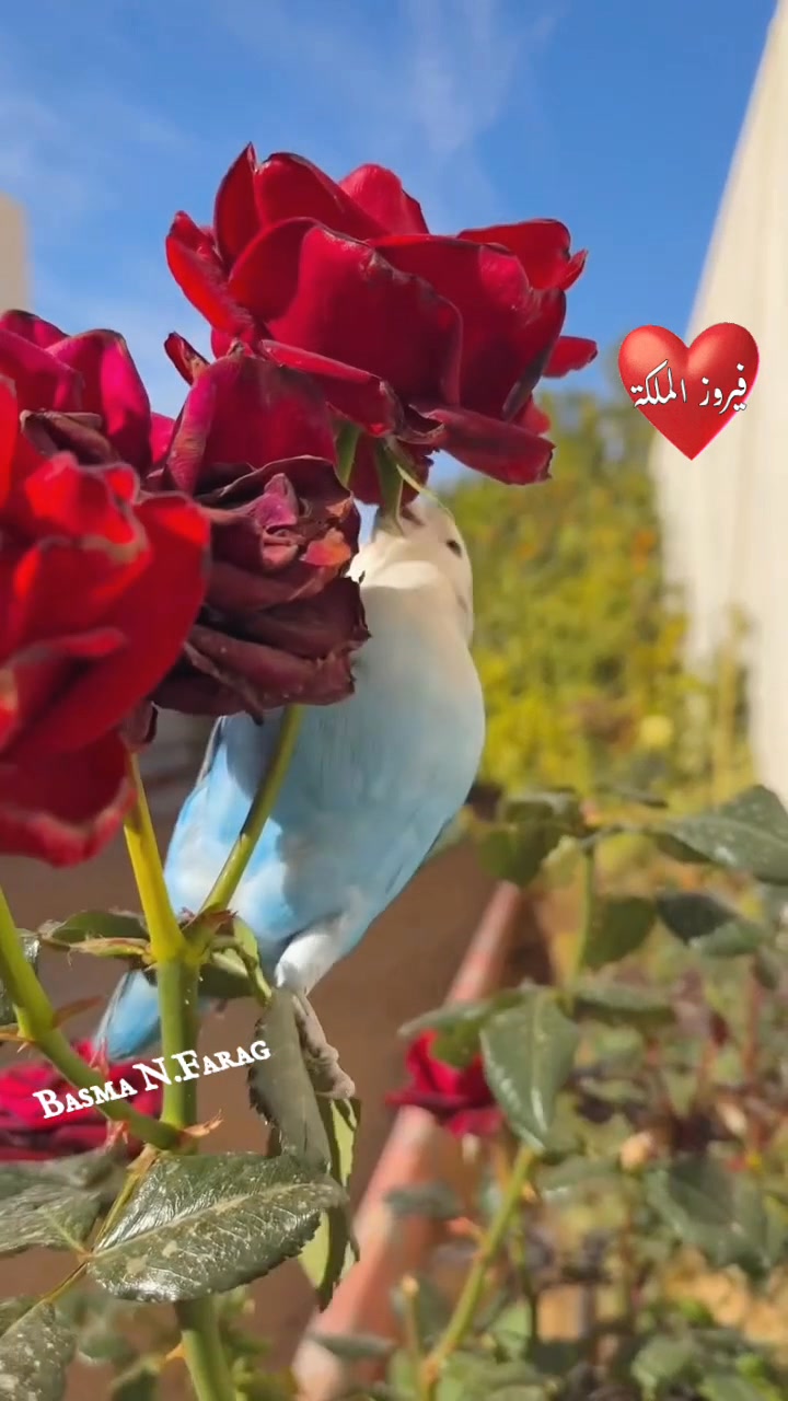 بقطفلك بس .. هالمرة هالمرة بس .. ع بكرة عا بكرة بس .. ⚘️شي زهرة شي زهرة ...