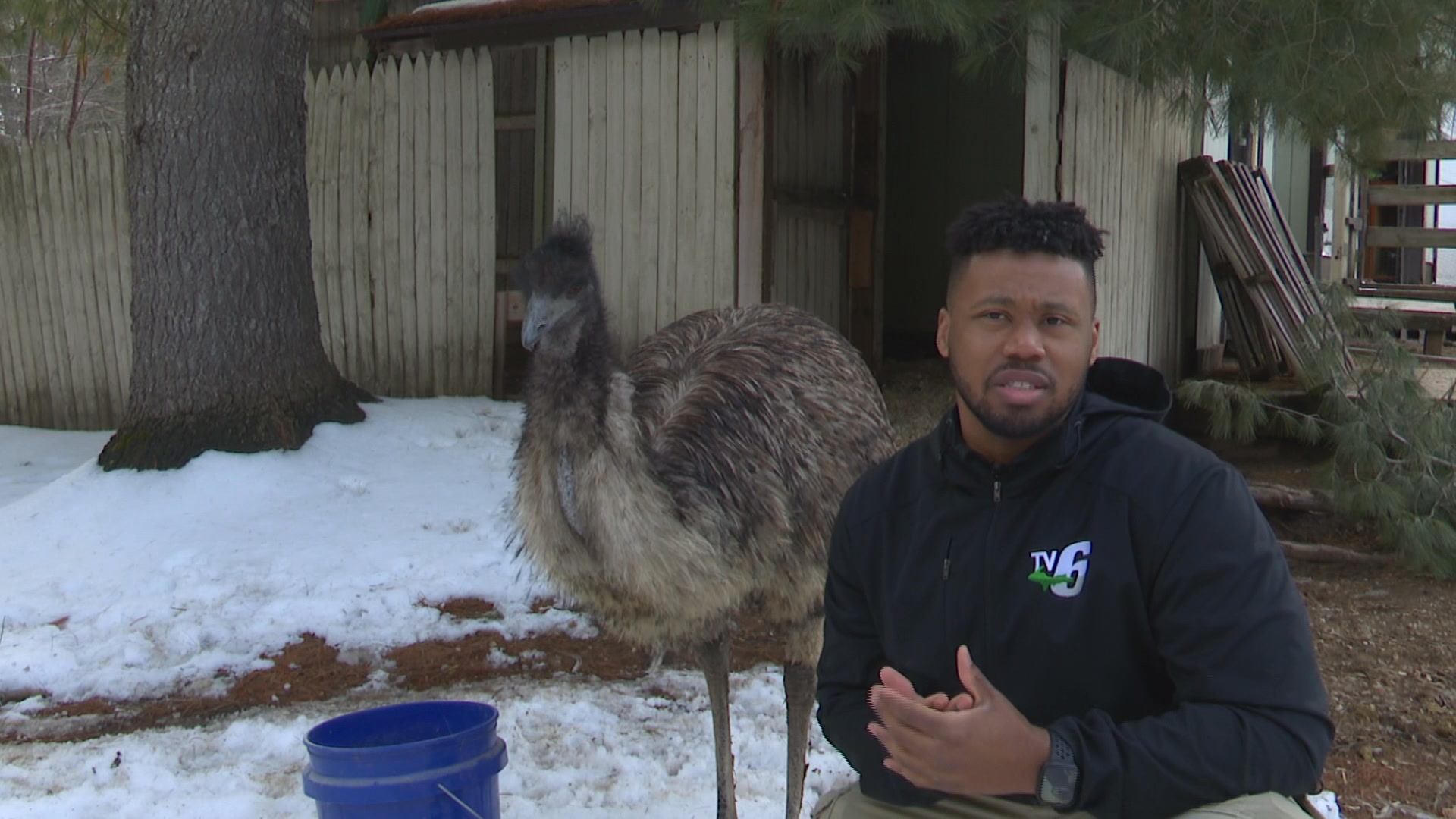 Today, TV6's Tristen Kendrick caught up with Blue the emu, who went ...