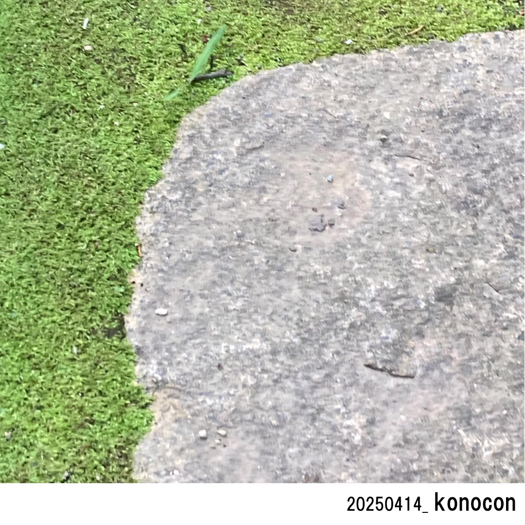 転がる石には苔が生えぬ #konocon #くぐものこえ #ちいさなレンズ #こじよじ #故事四字 | 河野経営研究所 | Facebook