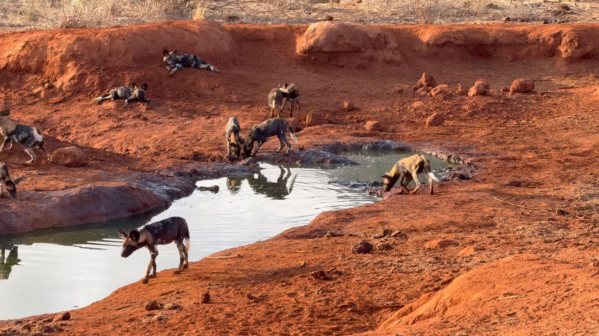 PAINTED WOLVES in Ithumba this morning. Spectacular! CPA at Paul's ...