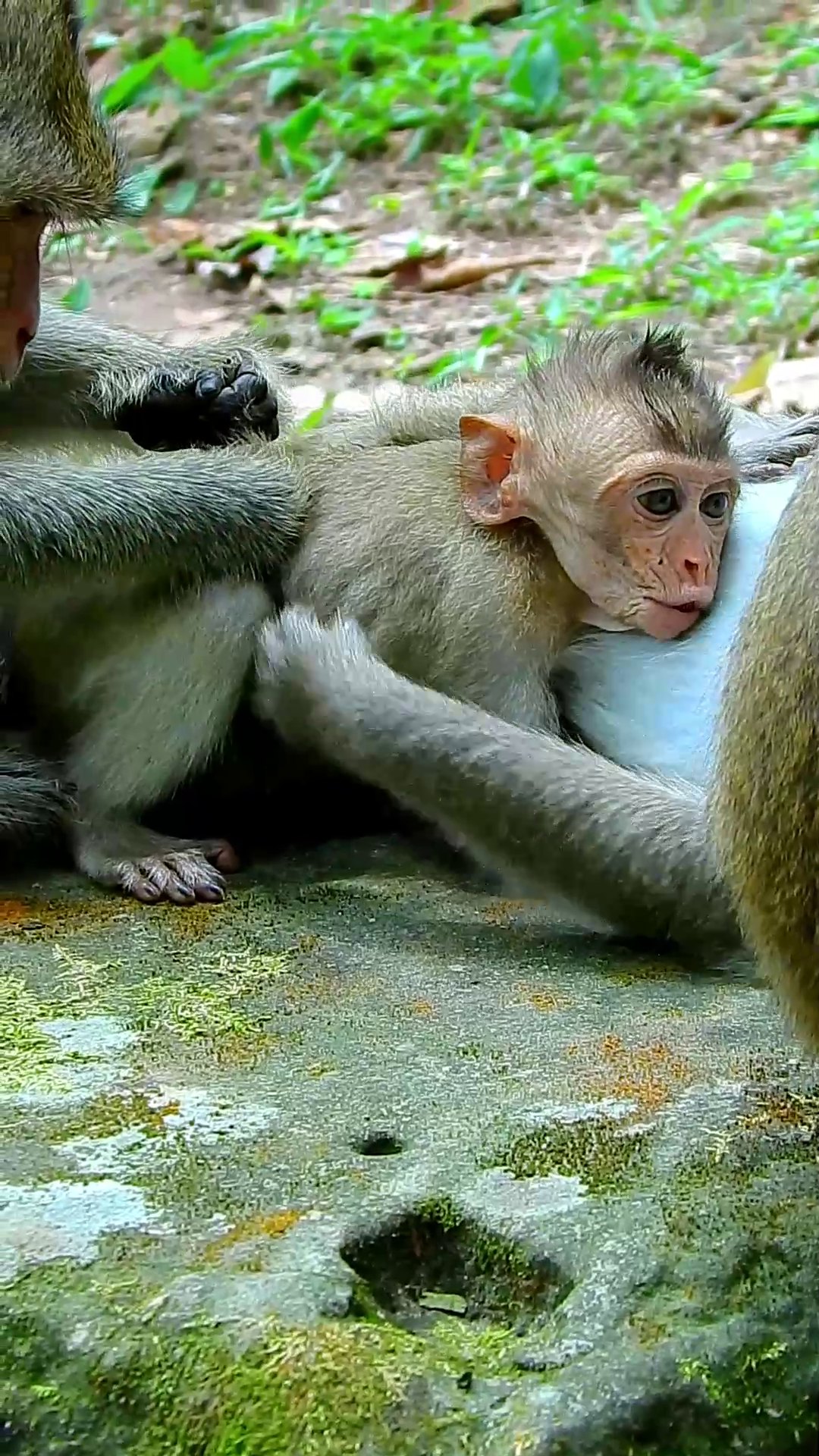 Best clip of cute monkey requ,.ests milk many ways even though Nanda ...