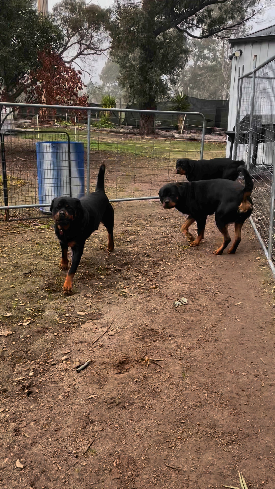 🤦‍♂️ | Growler Rottweilers | Facebook