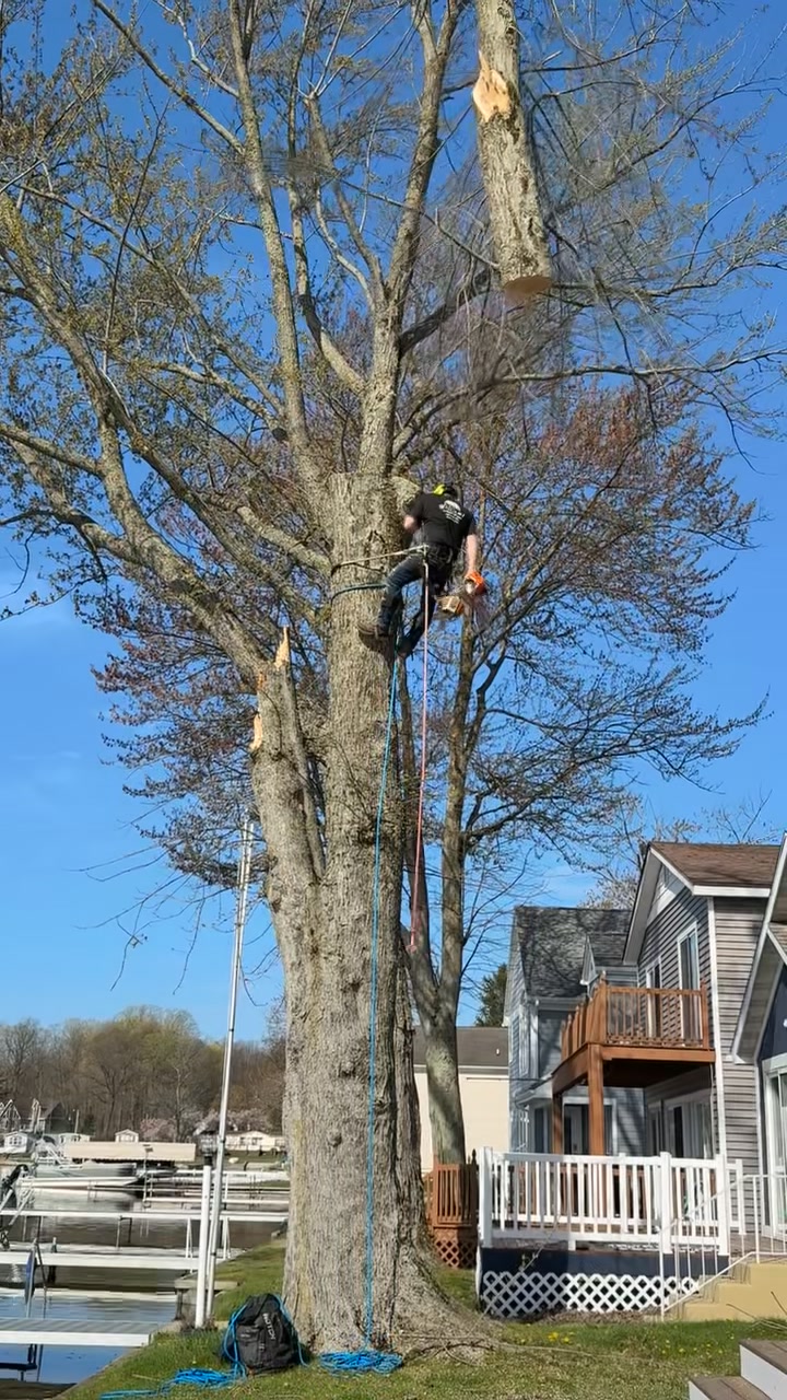 Interesting Williams Tree Service Pictures