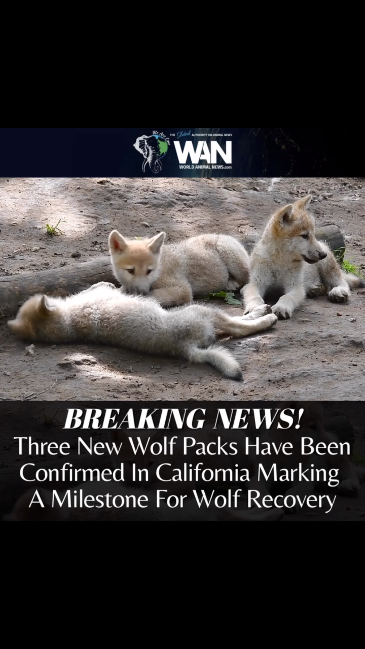 There’s some exciting news for... - World Animal News | Facebook