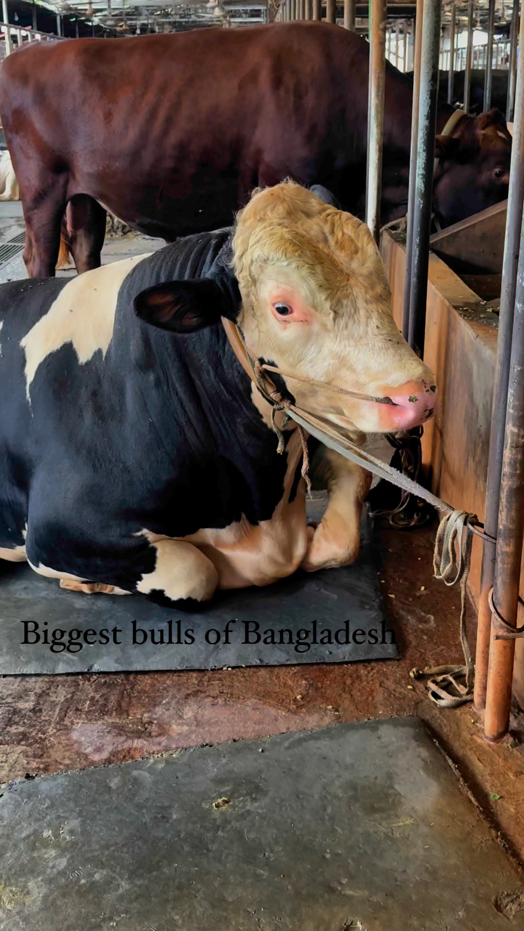 Heavyweight Holstein friesian bull #reelsfypシ #fypシ゚viralシ #coworking # ...
