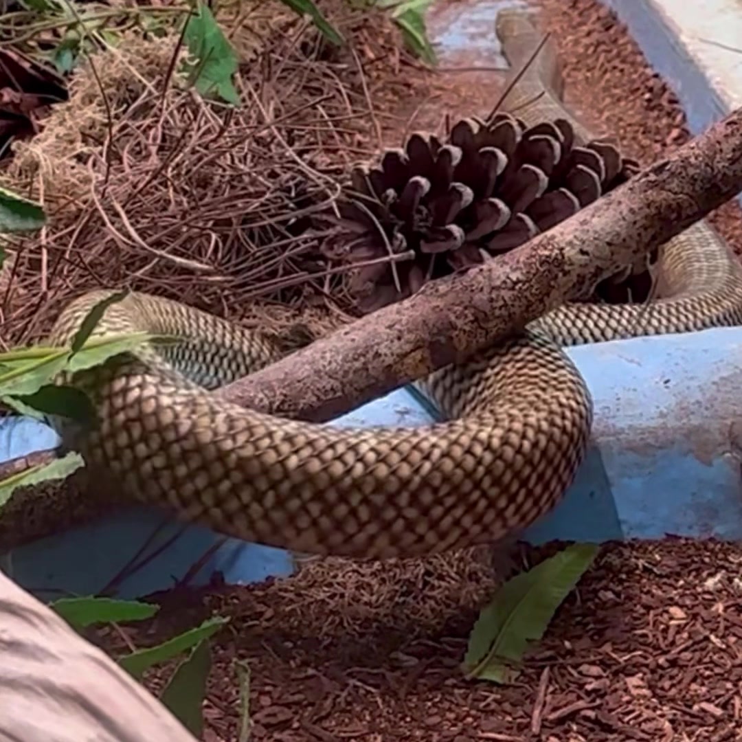 Saw this king snake on a hike in Black Bear, just outside Orlando.