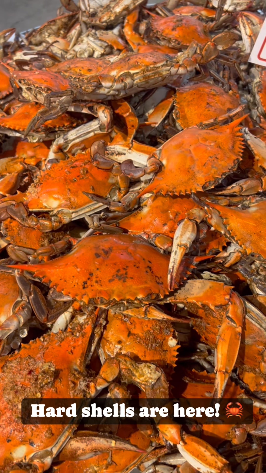 The wait is over! We received our first shipment of Maryland hard ...