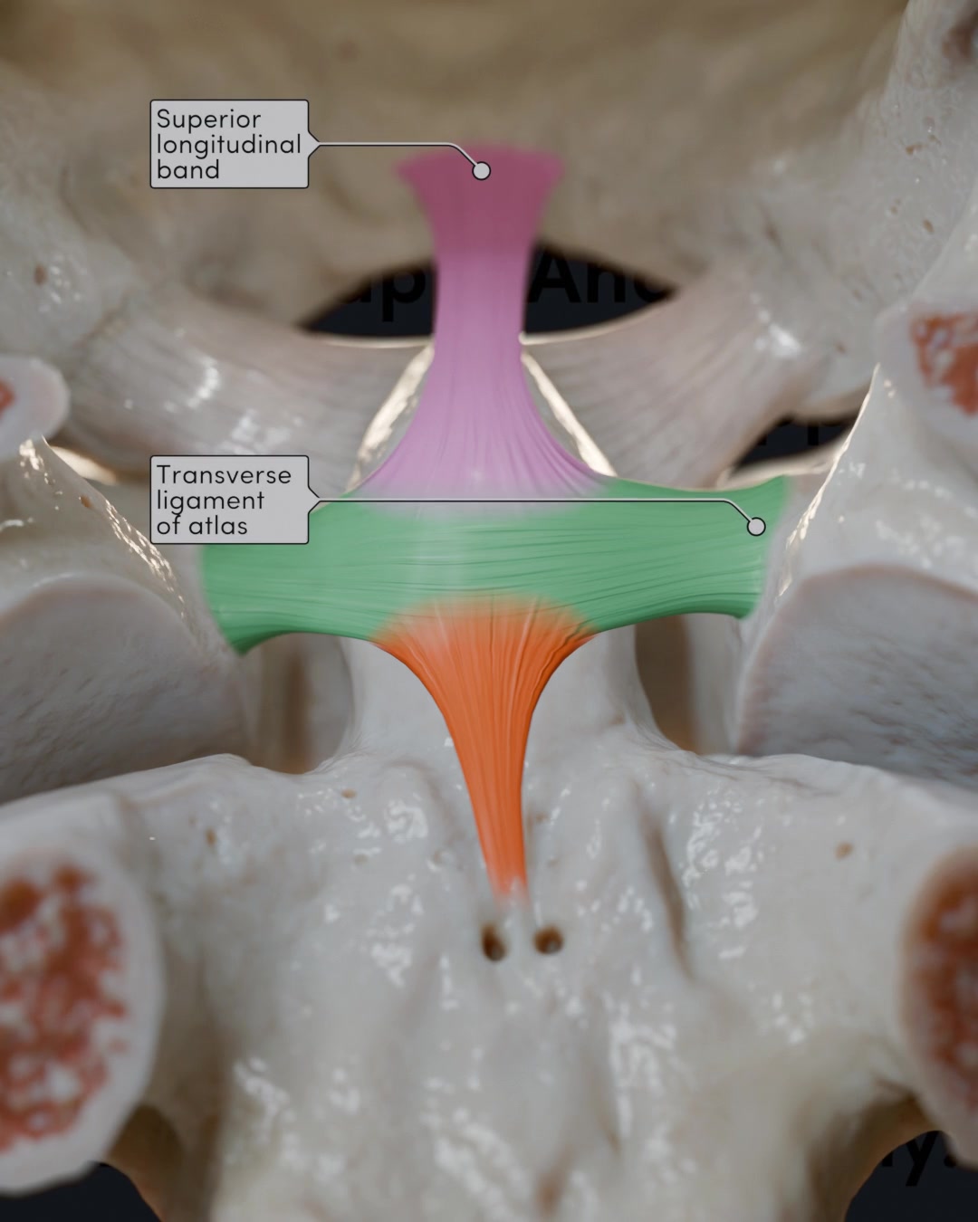 This time, we're exploring the ligaments of the craniocervical junction ...
