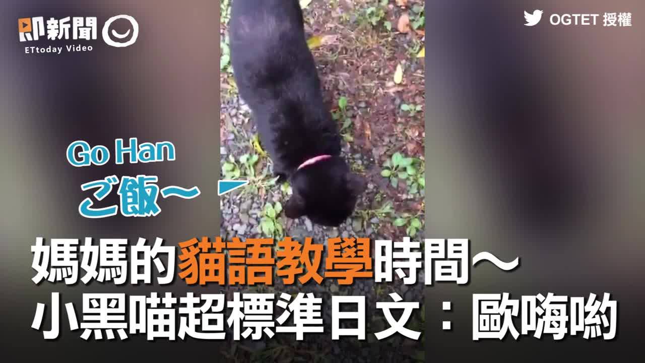 是一隻會說日語的小貓咪 萌萌噠 (〃∀〃)~♡ (#孟孟仔) twitter/OGTET 授權提供 #即新聞 #媽媽 #貓語教學 #超標準日文 ...