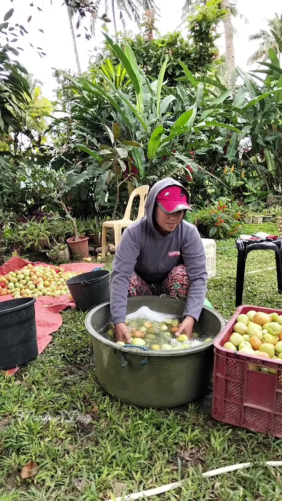 HUGASAN PARA GWAPA NIG MARKET 🌱🙏 #kamatis #harvest # ...