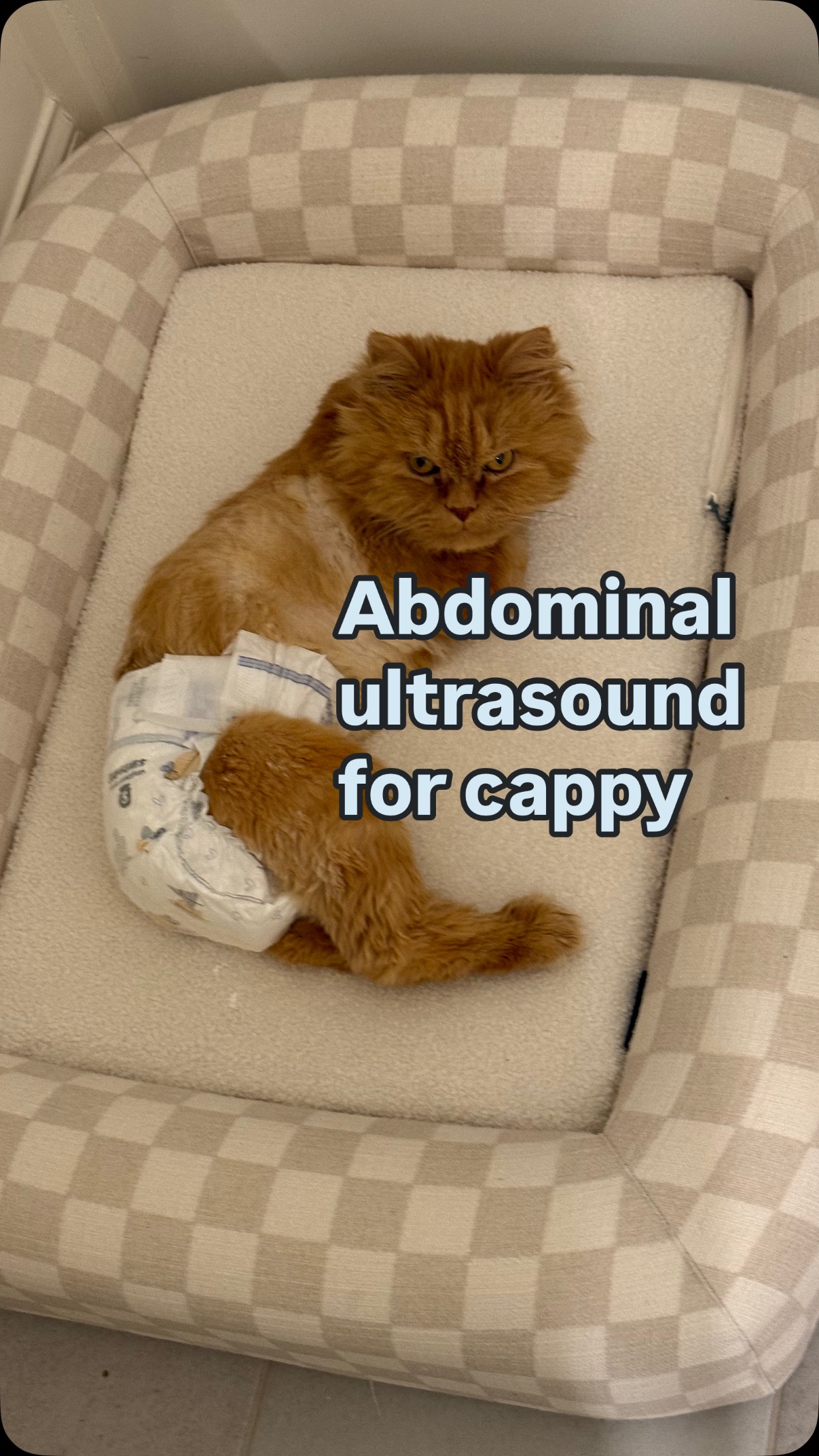 Abdominal ultrasound for Cappy tomorrow 🩵Symptomatically, Cappy is fine ...