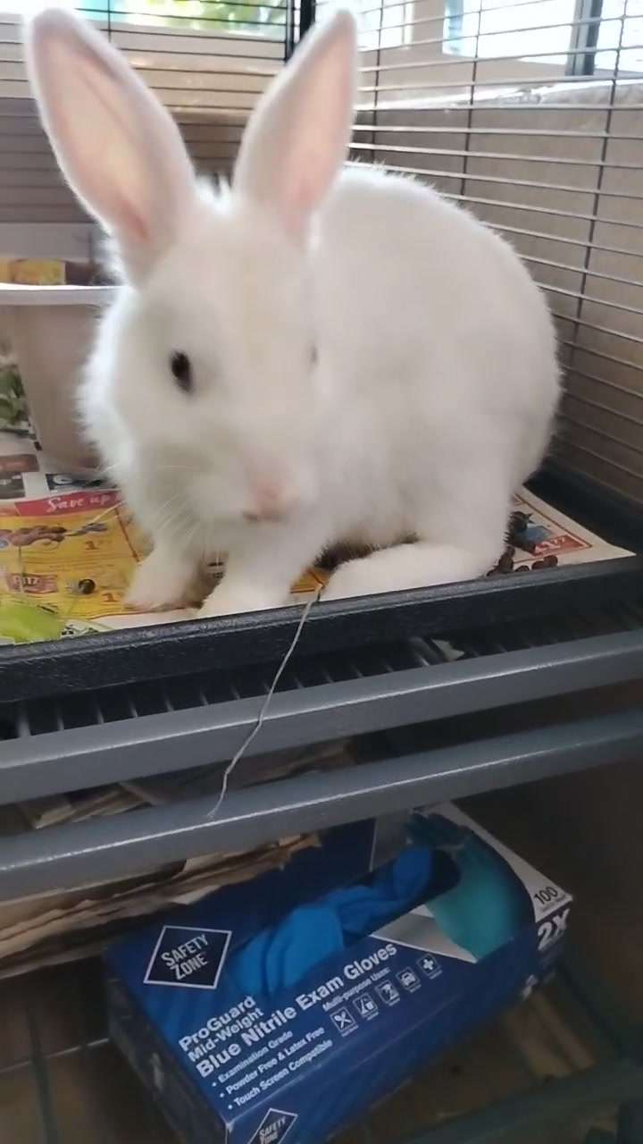 East Bay Rabbit Rescue | Livermore CA