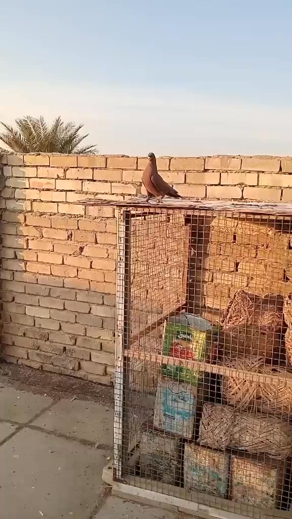 بينو بينو