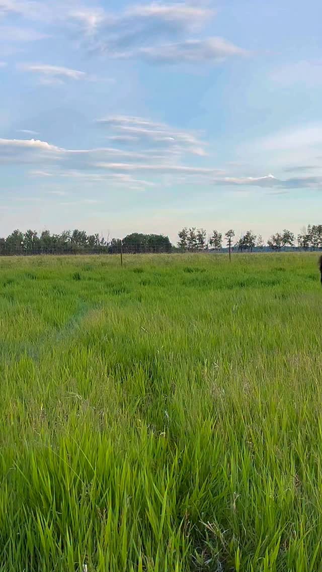 Bison Ridge Farms | Prince Albert SK