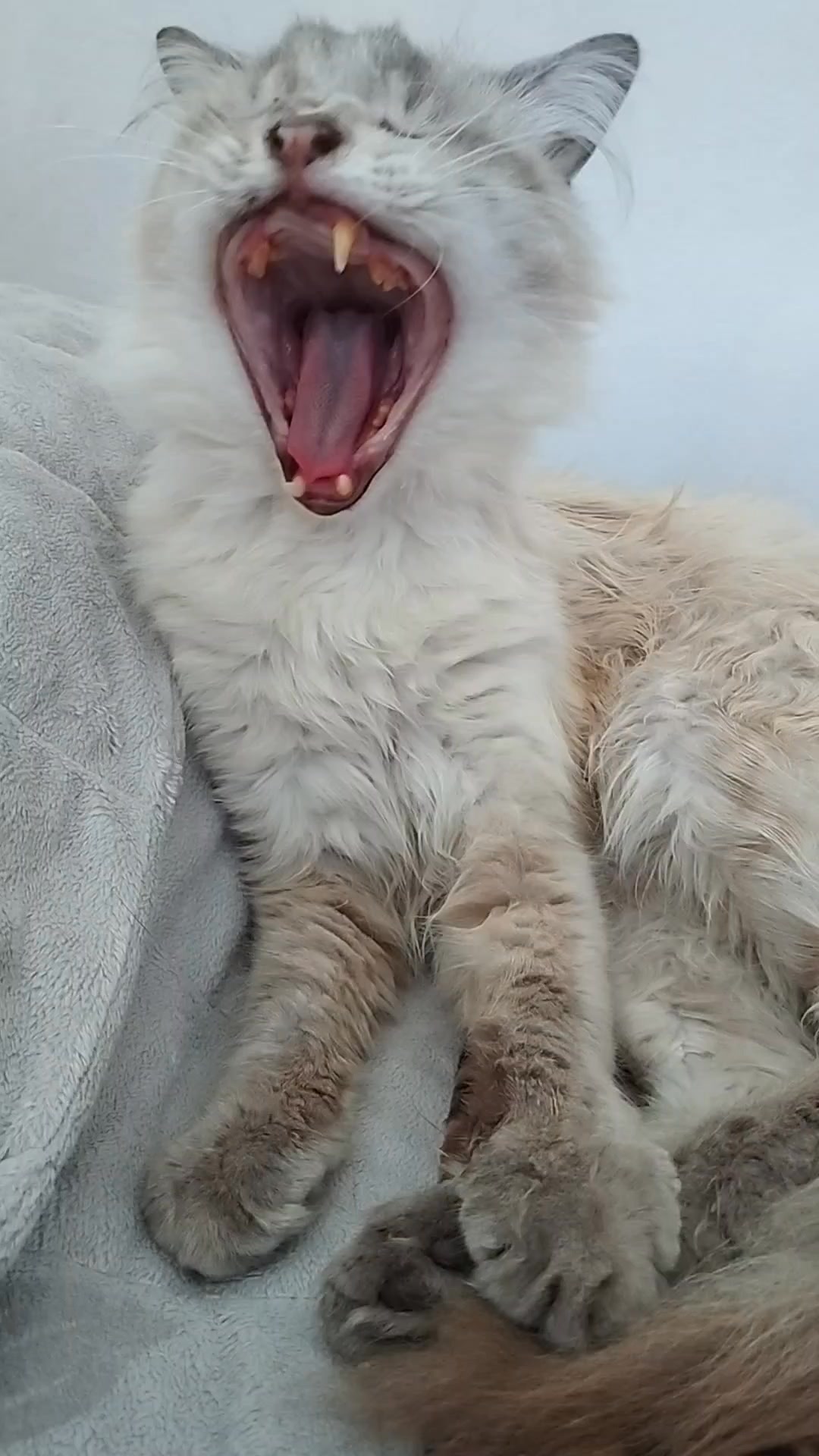 Aladin ️ miao pomeriggio ♥️ #videoviralreel #viralvideoreels #fypシ ...