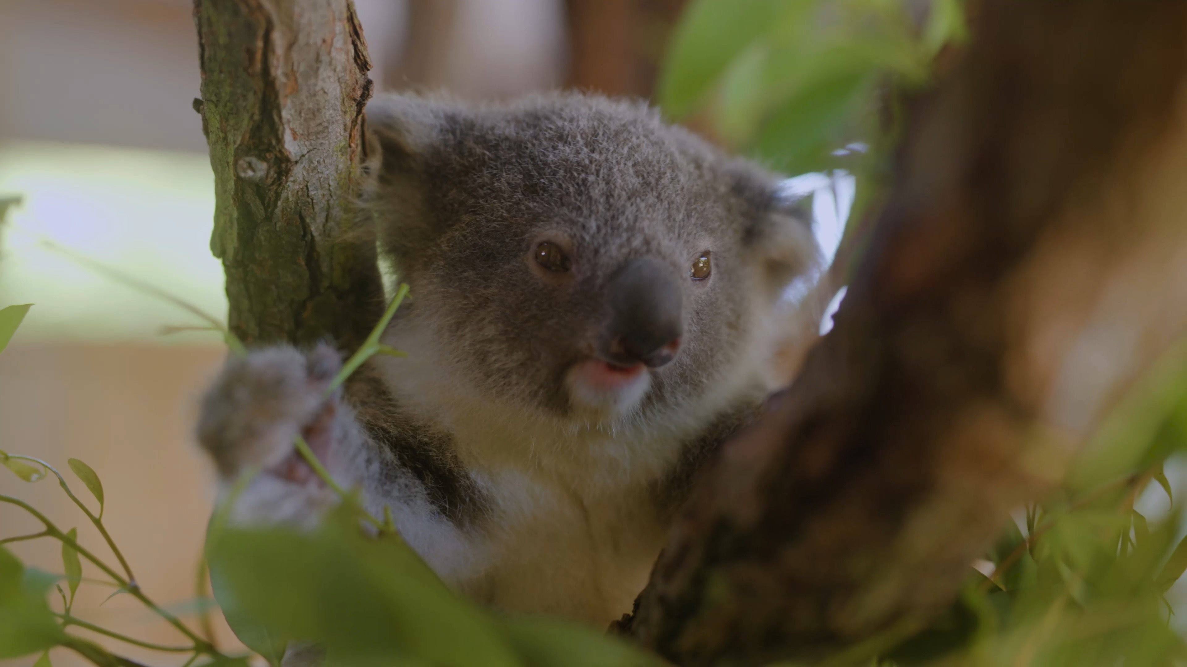Baby Koala explores sanctuary for the first time | Introducing Laurie ...