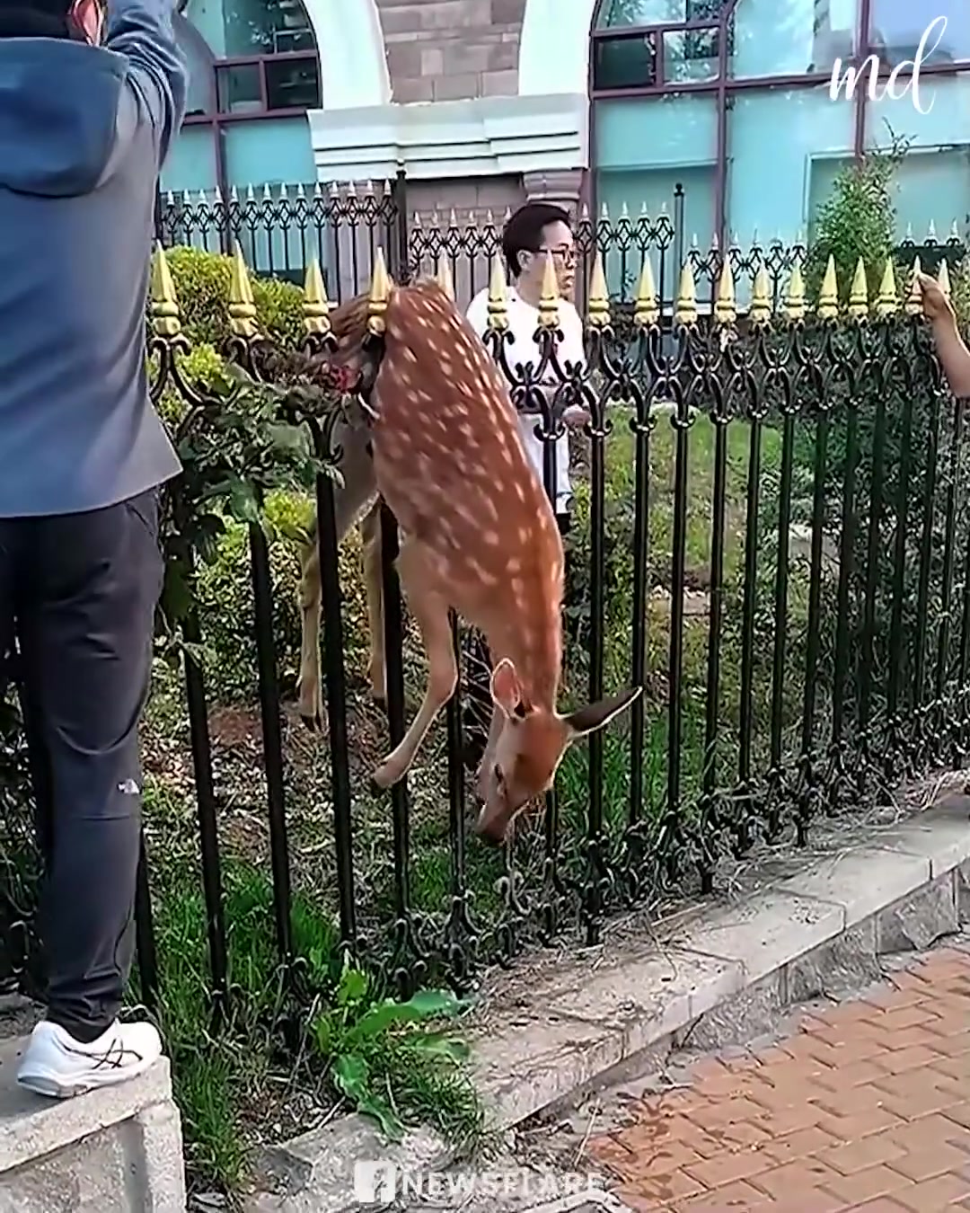 People rescue deer trapped on railing! 🦌 ️ #USA #highligtheveryone # ...