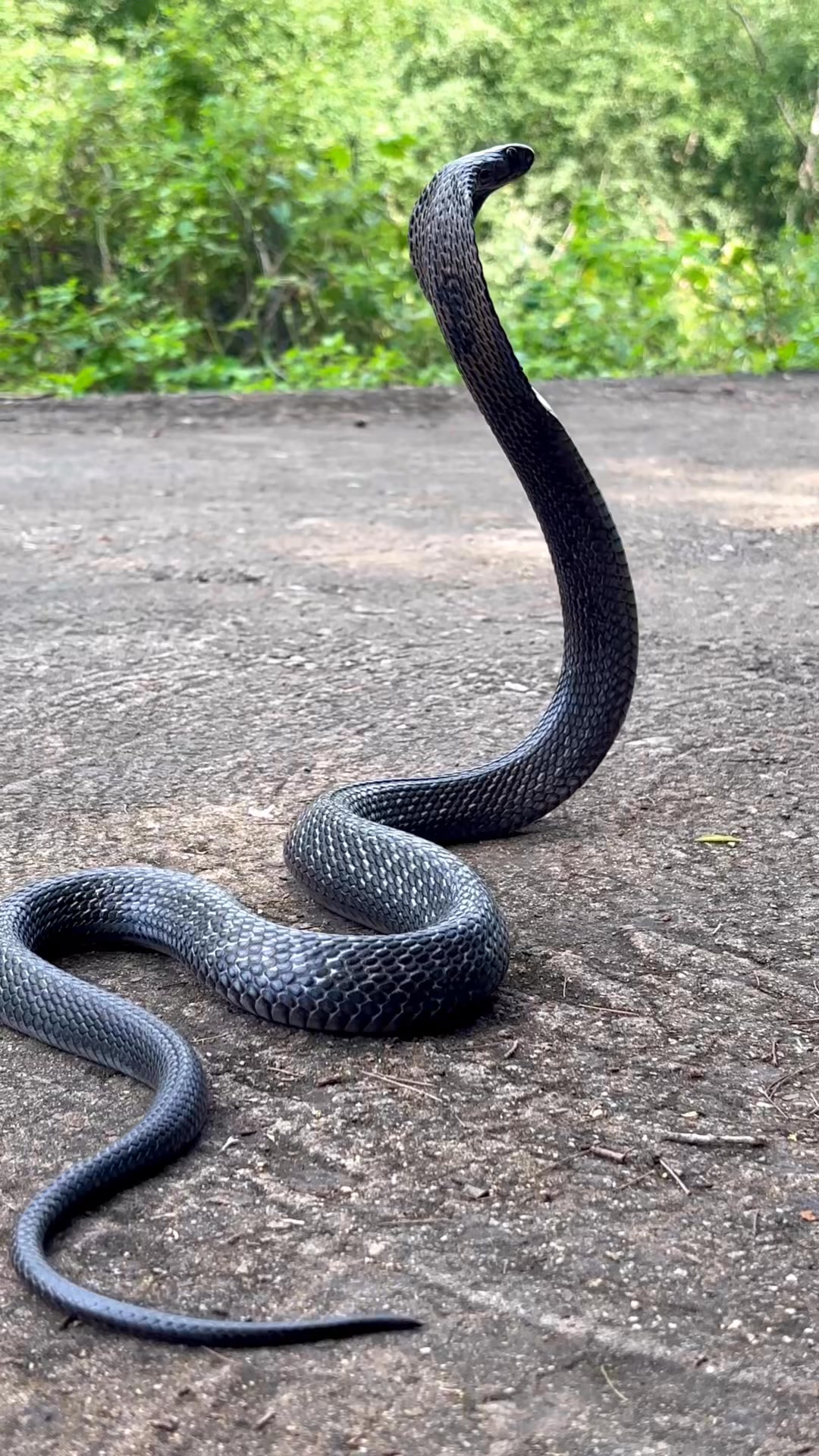 Indian spectacle cobra 🐍 #sarpmitraneerajprajapat #viralreels # ...