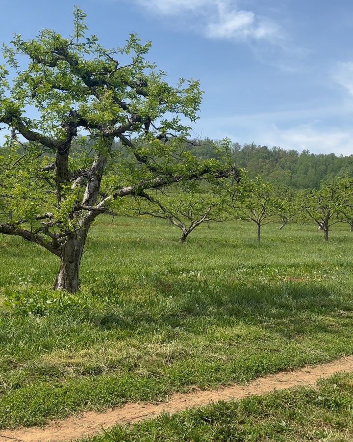 Graves Mountain Farm and Lodges on Reels