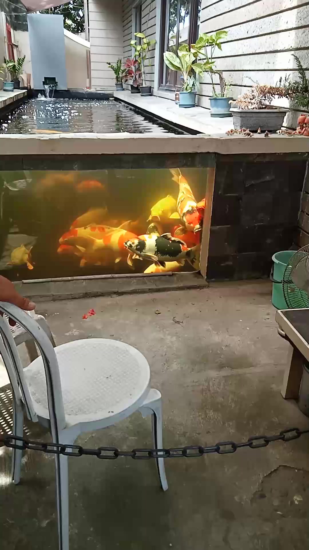 How to identify koi fish species?