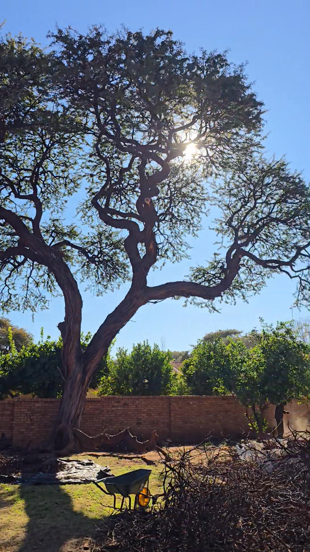 Top Cut Tree Felling & Landscaping | Kuruman
