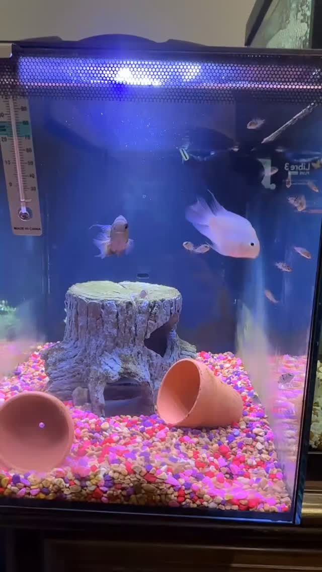 The babies are 3 months old! #PolarParrotCichlid #babyFish # ...
