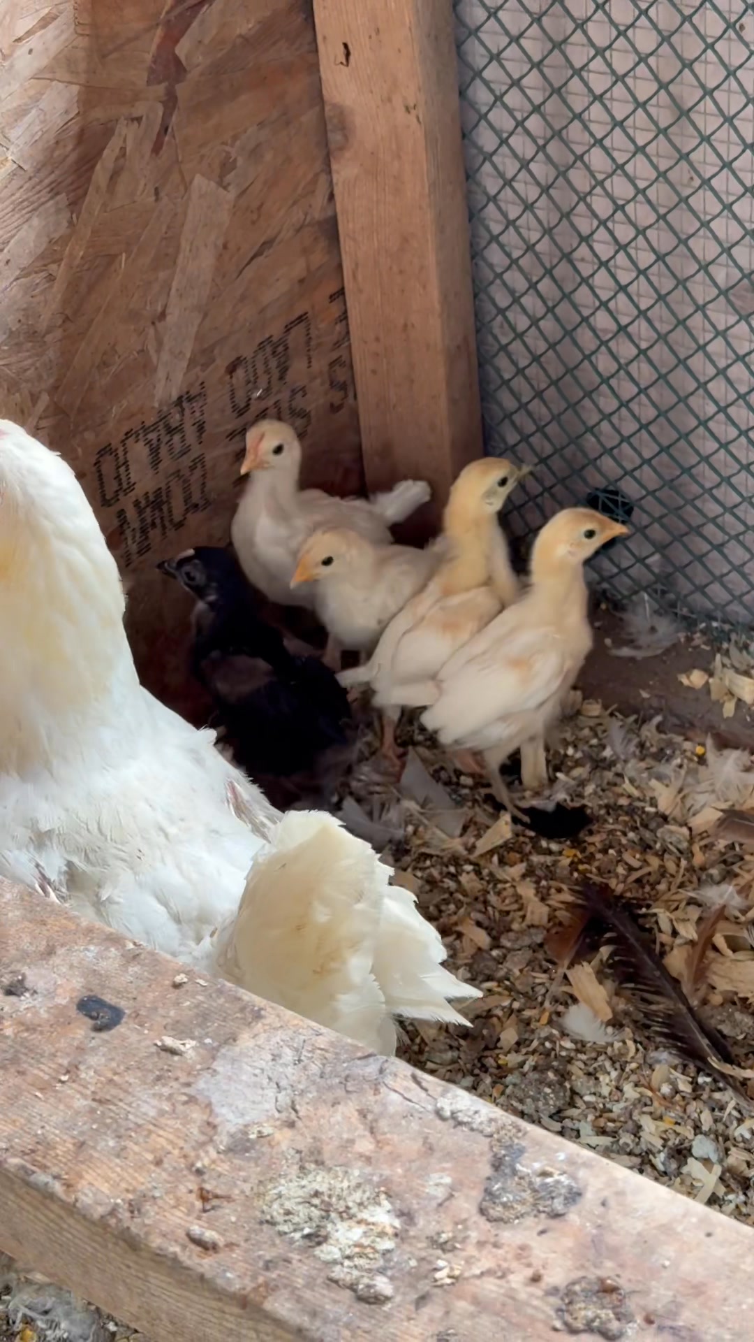 RY Livestock Farm | Isanti MN
