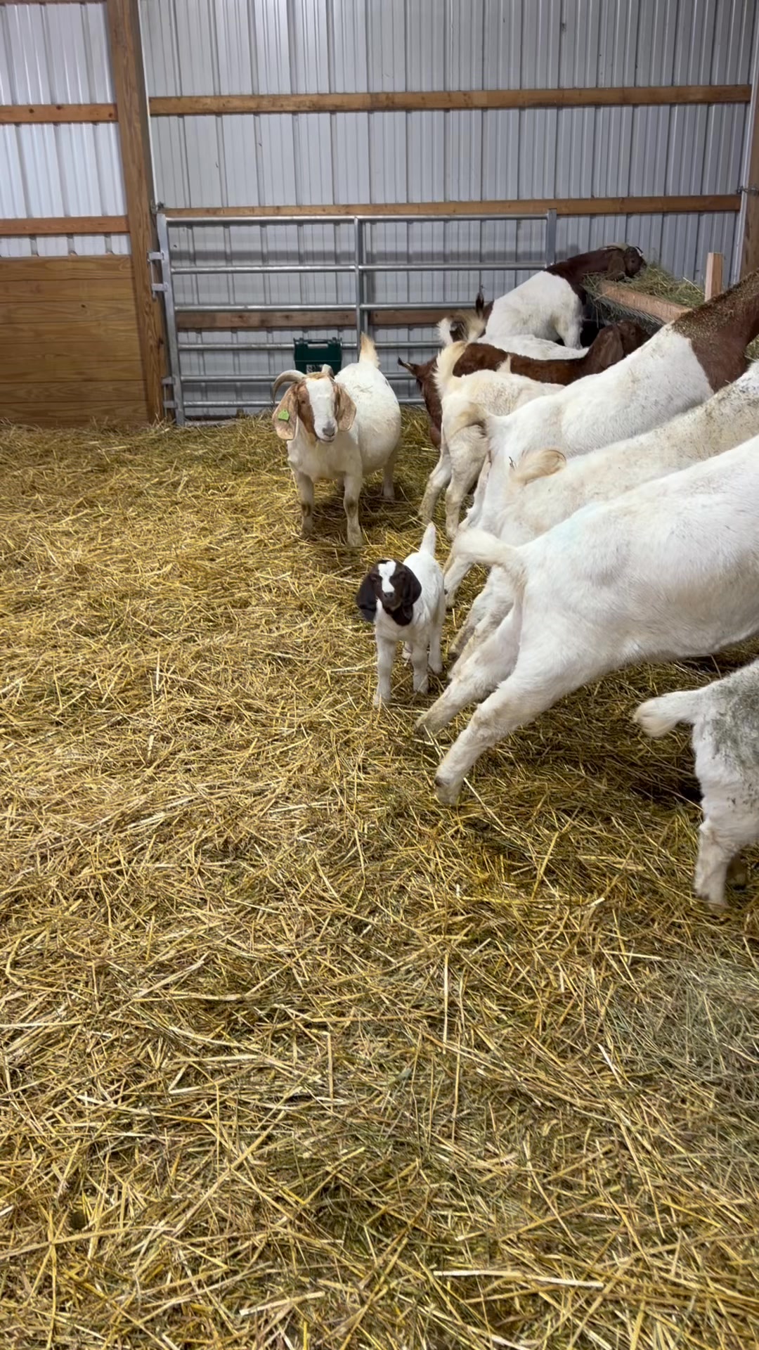 If you need me I’ll be in the barn #BabyGoats | Sandy Ridge Ranch Boers ...