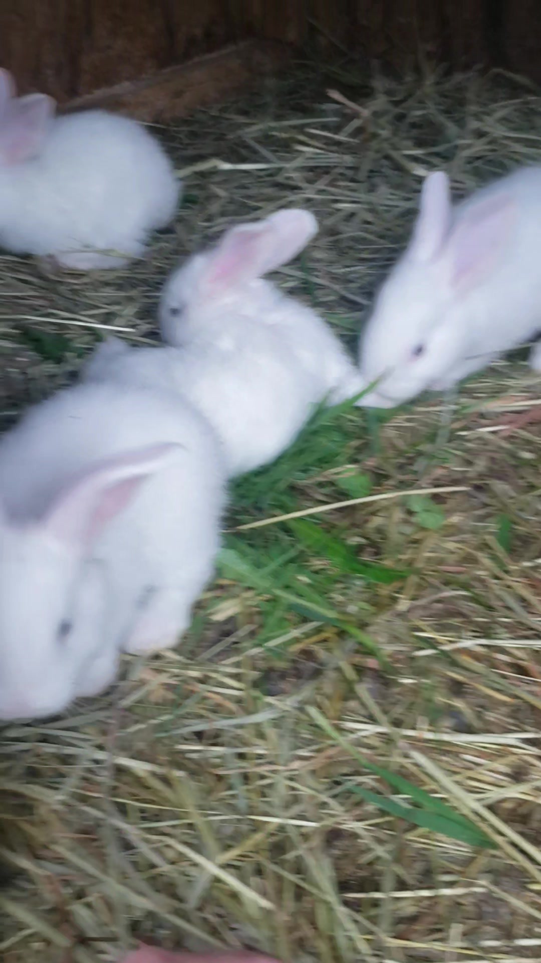 Jet Hill Rabbitry
