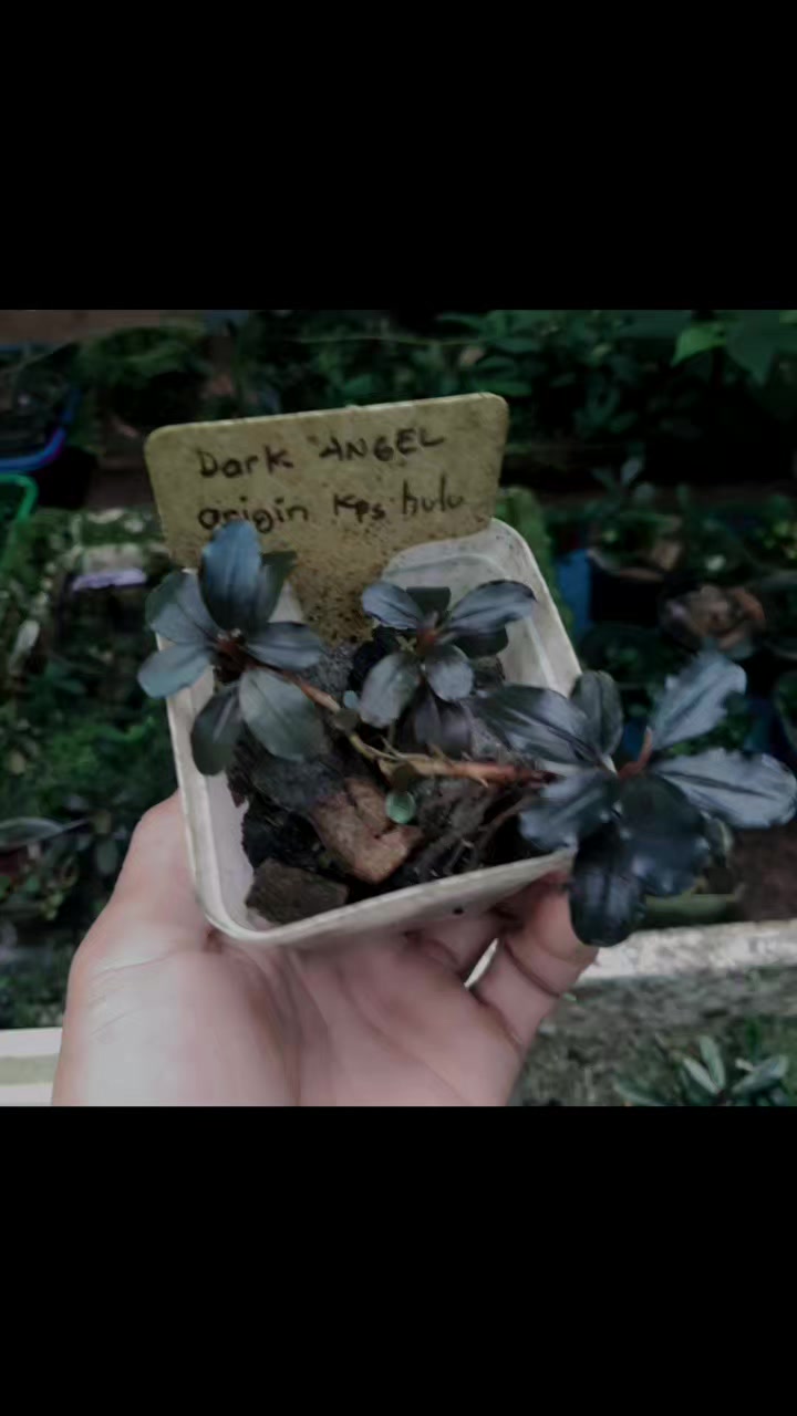Borneo Aquatic Plants | Pontianak