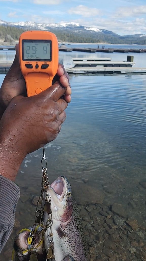 creek chub fishing lures old 