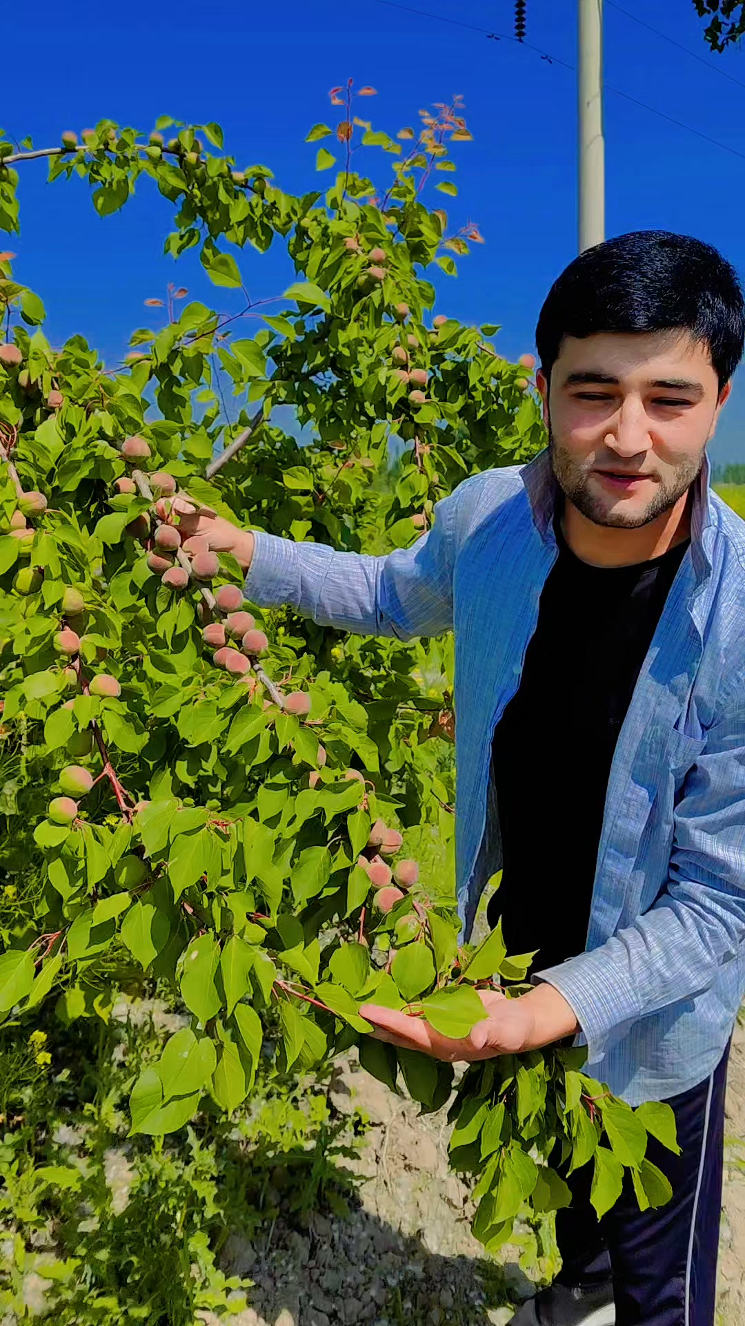 MIKADO NAVLI OʻRIK KOʻCHATLARİ BOR BOĞ QILAMAN DEGANLAR UCHUN BOĞ ...