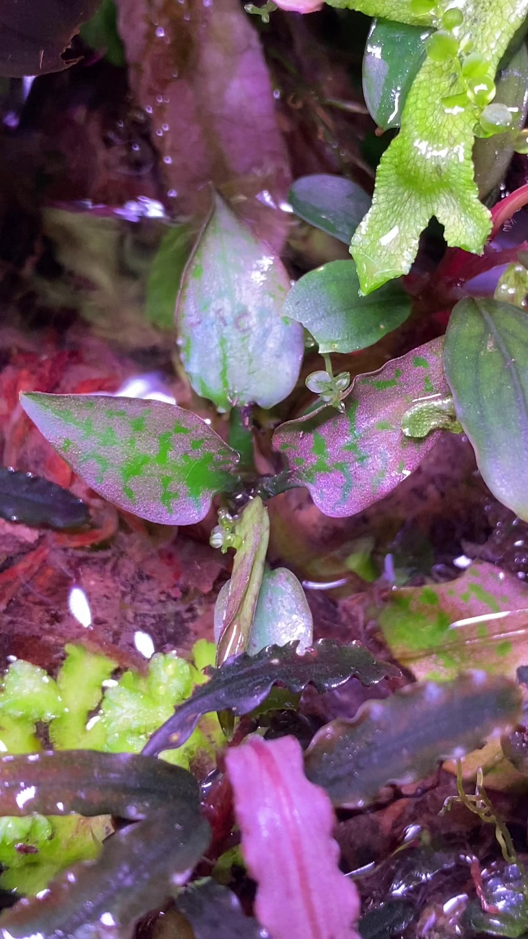 Cryptocoryne silver queen pink with a new leaf coming ❤️