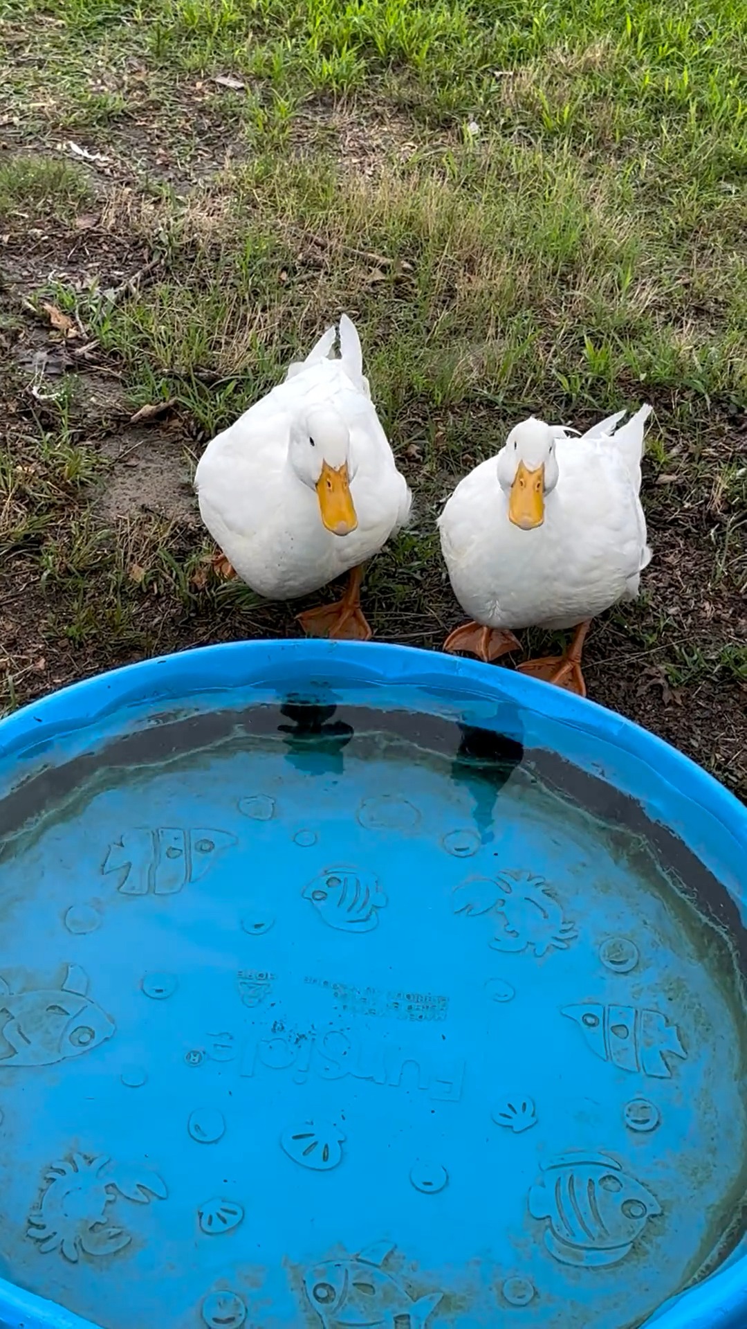 Ducks, especially when brooded together with baby chicks, make great ...