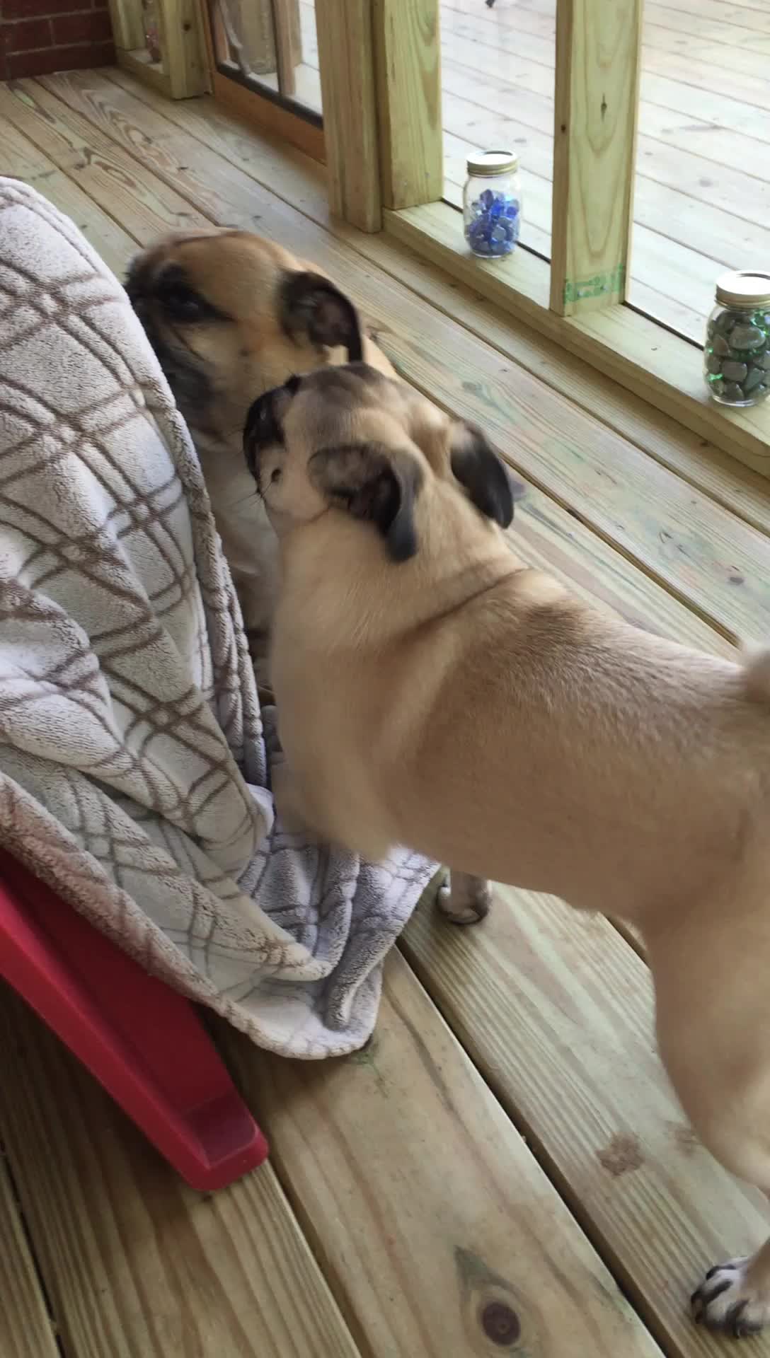 If you think pugs are dogs, think again.