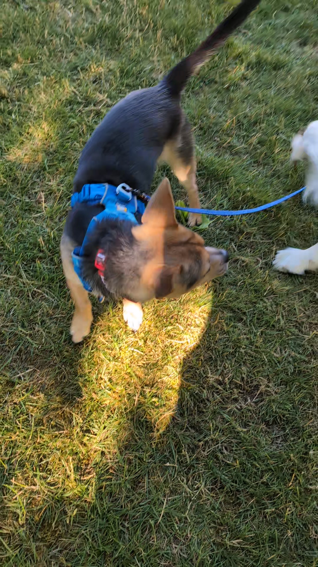 Smidget Rescue on Reels | Facebook