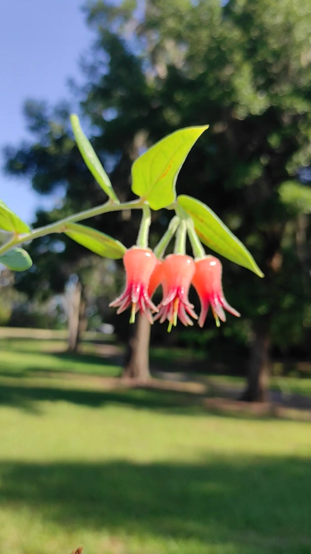 その他観葉植物 Ceratostema lanigerum 2 Ceratostema lanigerum